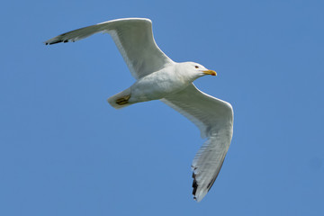 Fototapeta na wymiar White seagull in flight