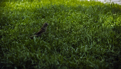 Naklejka na ściany i meble Sparrow on the grass