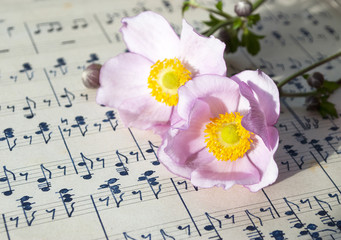 Altes handgeschriebenes Notenblatt mit rosa Herbstanemone (Anemone hupehensis), Hintergrund 