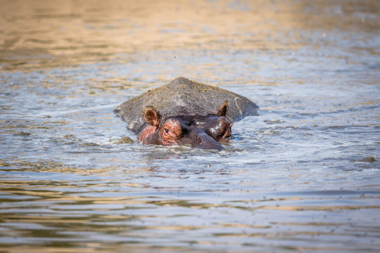 A Hippo peaking out of the water in the Kruger.
