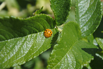 ladybug on green plant