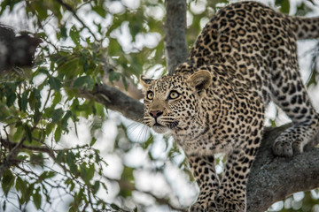 Fototapeta na wymiar A Leopard in a tree in the Kruger.