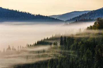 Zelfklevend Fotobehang spruce forest on mountain hill side in fog on sunrise © Pellinni
