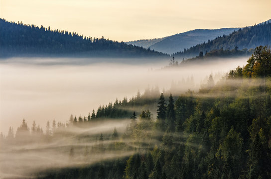 Fototapeta spruce forest on mountain hill side in fog on sunrise