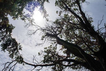 Treetops in sun