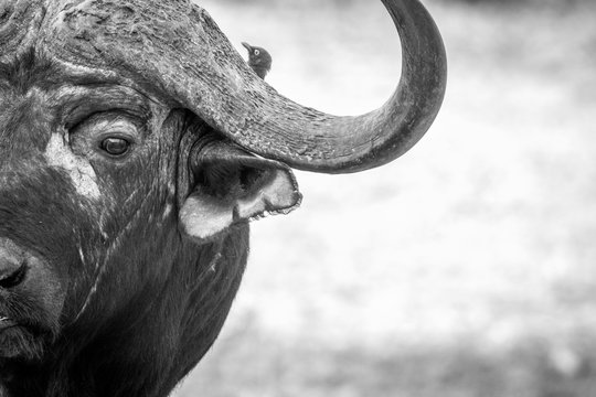 Starring Buffalo bull in black and white in the Kruger.