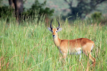 Ugandan Kob (Kobus kob thomasi) in High Grass. Ishasha, Queen Elisabeth, Uganda