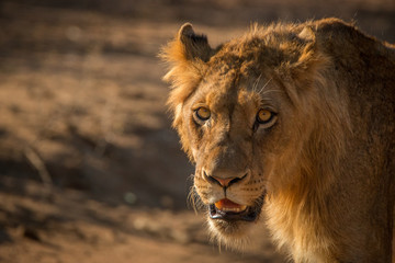 A starring young male Lion in the Kruger.
