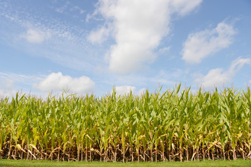 Obraz premium Pole z roślinami kukurydzy