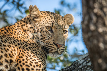 Obraz premium A Leopard looking back in a tree in the Kruger.