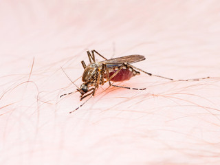 Stinging Mosquito