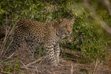 A young Leopard on the look out in the Kruger.
