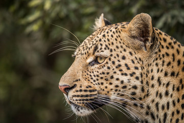 Fototapeta na wymiar Side profile of a Leopard in the Kruger.