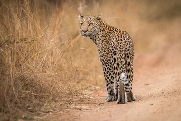 Foto auf Acrylglas Ein Leopard, der im Kruger zurückblickt. © simoneemanphoto