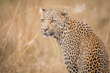 Obraz premium A Leopard looking back in the Kruger.