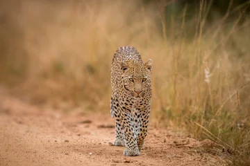 Foto op Canvas Een luipaard die in de Kruger naar de camera loopt. © simoneemanphoto