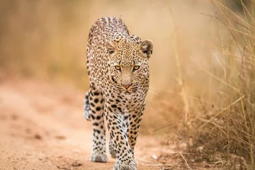 Foto op Plexiglas Een luipaard die naar de camera loopt in het Kruger. © simoneemanphoto