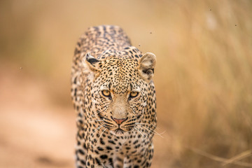 A Leopard walking towards the camera in the Kruger.