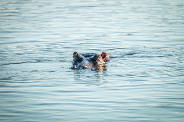 A hippo peaking out of the water in the Kruger.