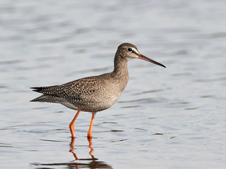 Spotted redshank (Tringa erythropus)