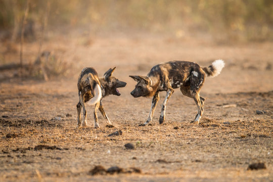 Playing African wild dogs in the Kruger.