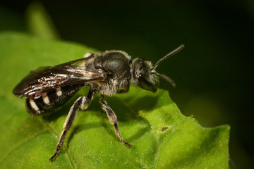 Postal bee (Halictus rubicundus)