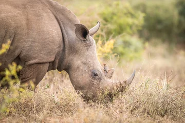 Photo sur Aluminium Rhinocéros Eating White rhino with an oxpecker in the Kruger.