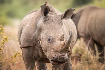 Papier Peint photo Rhinocéros Avec rhinocéros blanc avec pique-bœuf dans le Kruger.