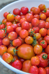 とれたてのプチトマト（ミニトマト）