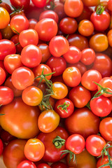 とれたてのプチトマト（ミニトマト）