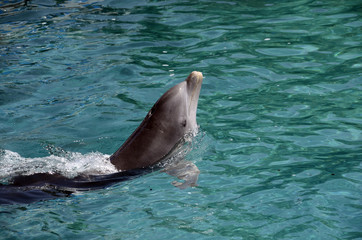 Dolphins in Caribbean Sea water