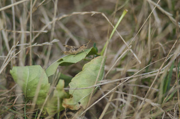 grasshopper on a green leaf in the field
