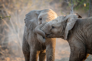Fototapeta na wymiar Elephants playing in the Kruger.