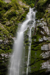 Fototapeta premium 滝と新緑（愛媛県西条市銚子の滝）