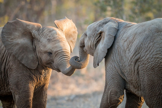 Fototapeta Elephants playing in the Kruger.