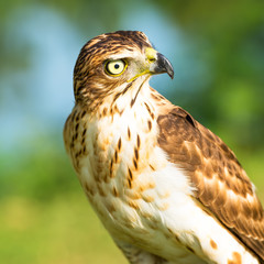 Hawk