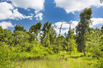 Path thorugh Karura Forest in Nairobi, Kenya