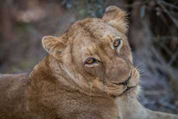 Naklejka premium A Lion starring in the Kruger.