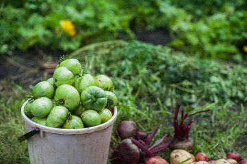Fresh harvesting tomatoes