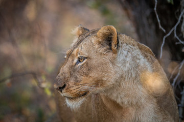 Fototapeta na wymiar Side profile of a Lion in the Kruger.