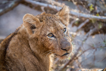 Starring Lion cub in the Kruger.