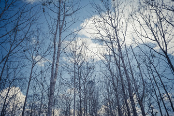 teak forest