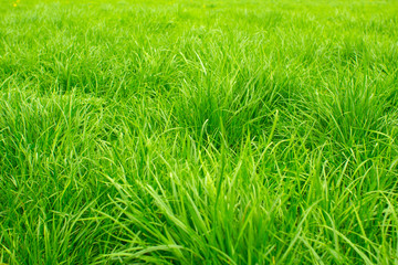 Green grass closeup