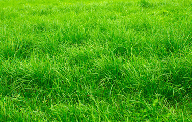 Green grass in the Park