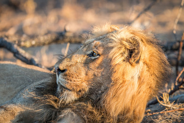 Naklejka premium Side profile of a male Lion in the Kruger.
