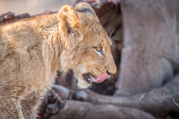 Fototapeta na wymiar Lion cub licking himself in the Kruger.
