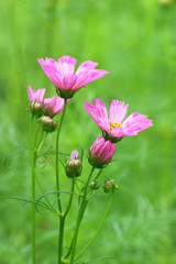 beautiful  flowers closeup