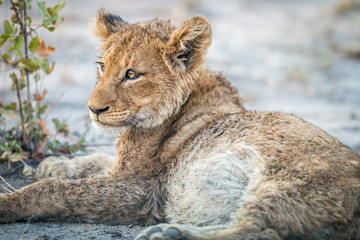 Lion cub laying down in the Kruger.