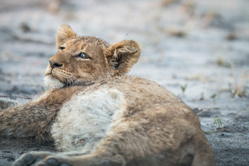 Lion cub laying down in the Kruger.