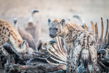 Hyène tachetée sur une carcasse avec des vautours.